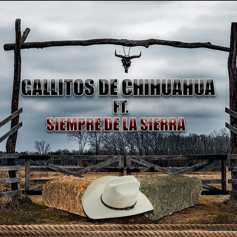 Entre Amigos album art
