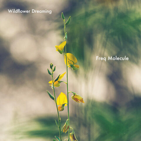 Wildflower Dreaming album art