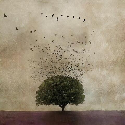 Free Fallin' album art