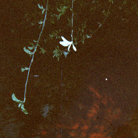 song for lily album art