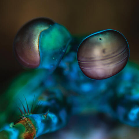 16 Dimensions of Underwater Light album art