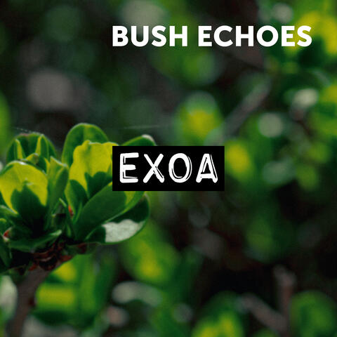 Bush Echoes album art
