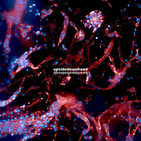 upsidedownhead album art
