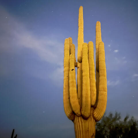 Cactus Tree album art