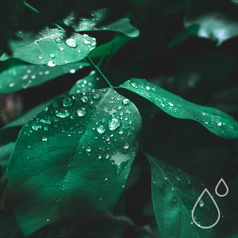 Umidus Forest album art