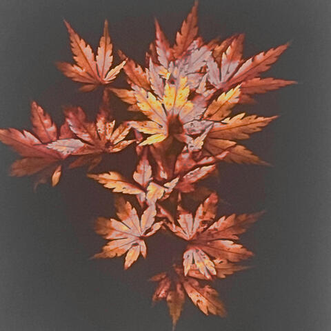 Whats up with this? album art