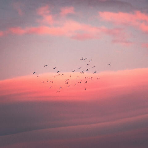 Pink Noise to Concentrate album art