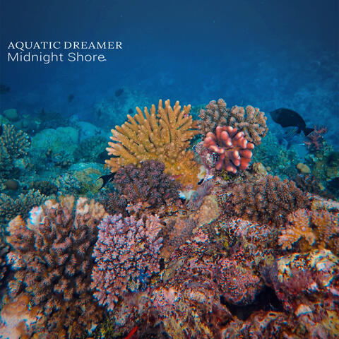 Midnight Shore album art