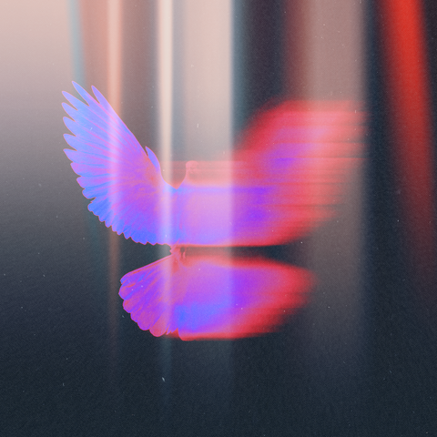 Shadow of Your Wings album art