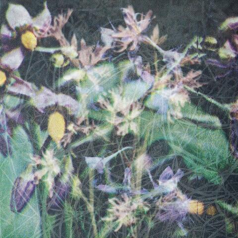 Between The Seed And The Timber album art