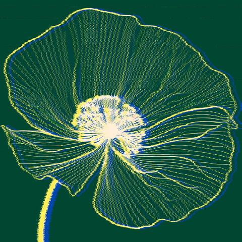 Astrantia album art