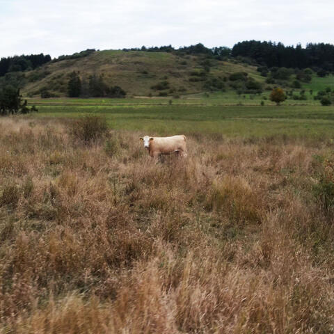 Grön té album art
