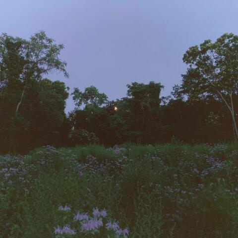 meadow thuggin album art