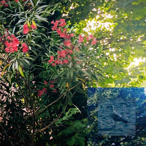 Sunce Ću Zgoriti album art