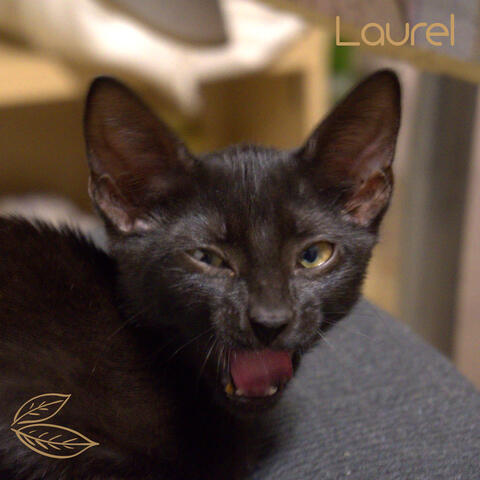 Laurel album art