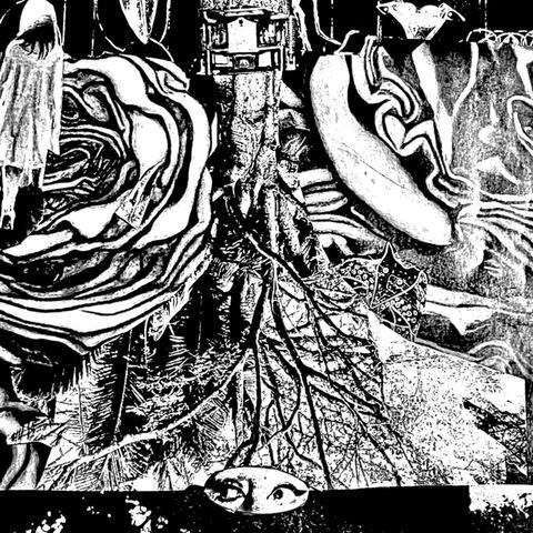 bico de pássaro album art