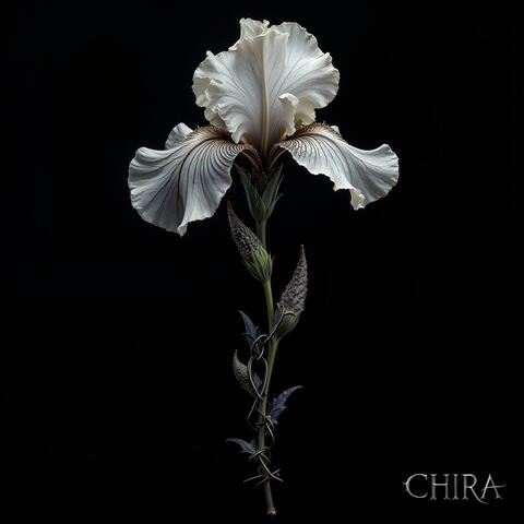 Bleed For You album art