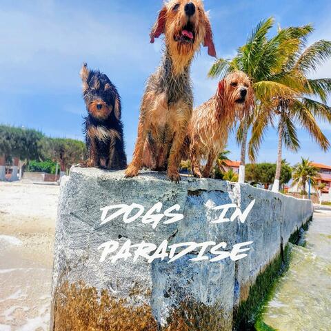 Dogs in Paradise album art