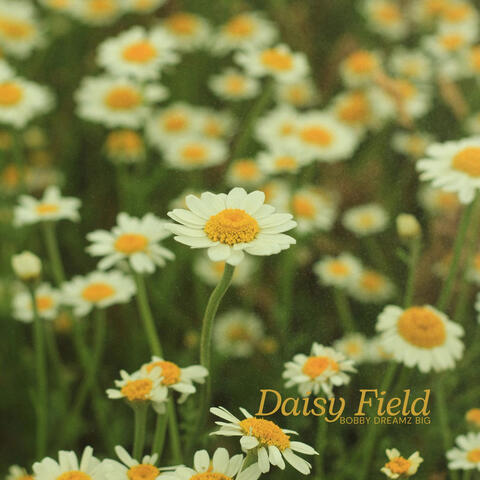 Daisy Field album art
