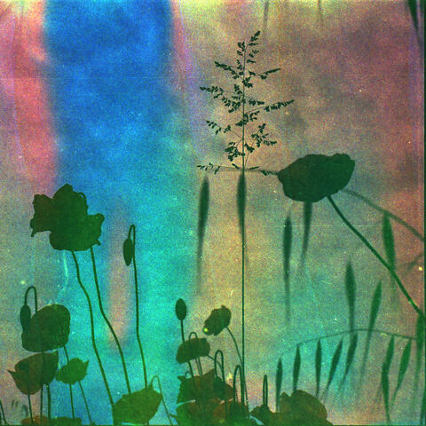 Jelly Wind album art