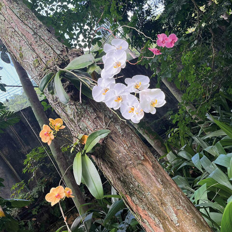 Orquidea album art