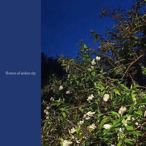 flowers of amber city album art