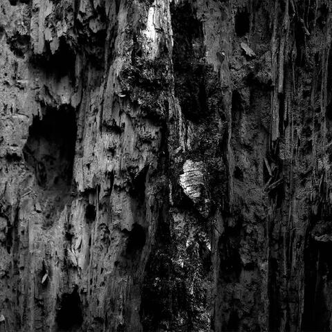 Into the Woods album art