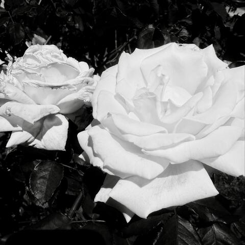 Concrete Roses album art