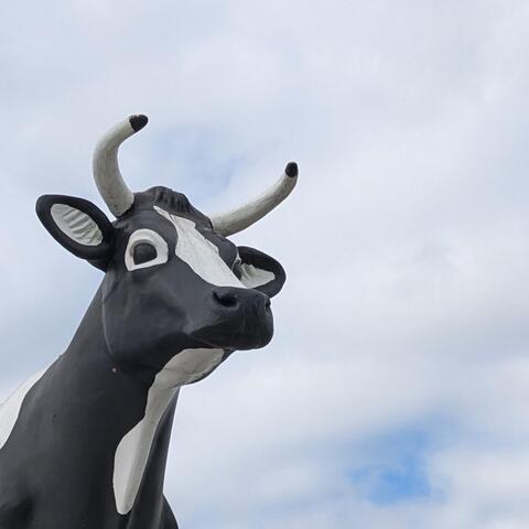 Cow on a Hot Tin Roof album art