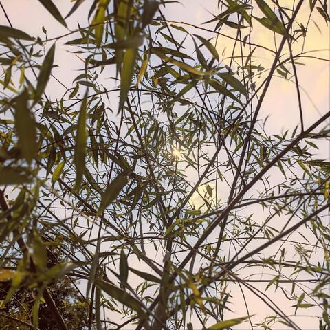 Willow Tree album art