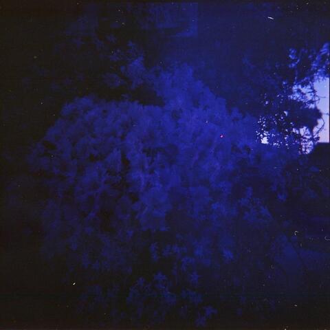 to eat flowers and not be afraid album art