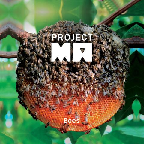 Bees album art