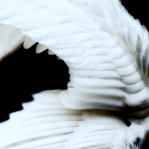 Başka Bir Hayat Mümkün album art