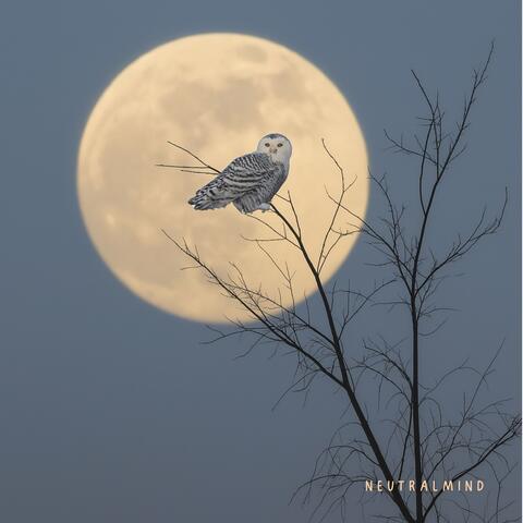 Illusory Night album art