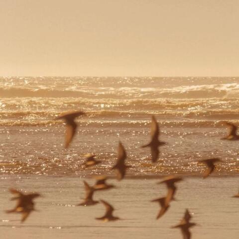 Misty Mountain Solitude album art