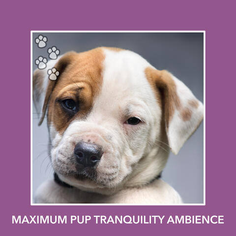 Maximum Pup Tranquility Ambience album art