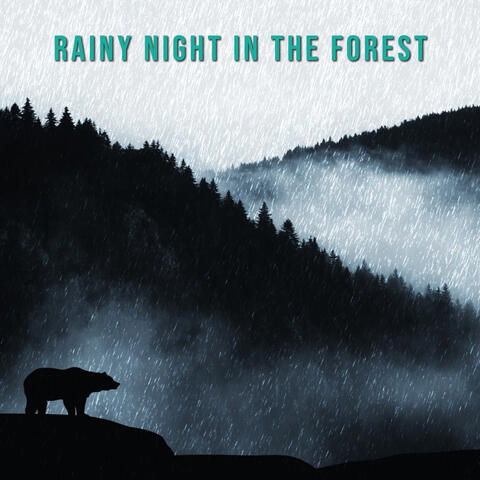 Rainy Night in the Forest: Ambient for Mindful Driving (Meditation for Drivers) album art
