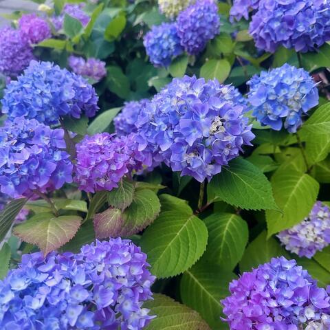 hortensia album art