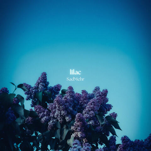 lilac album art