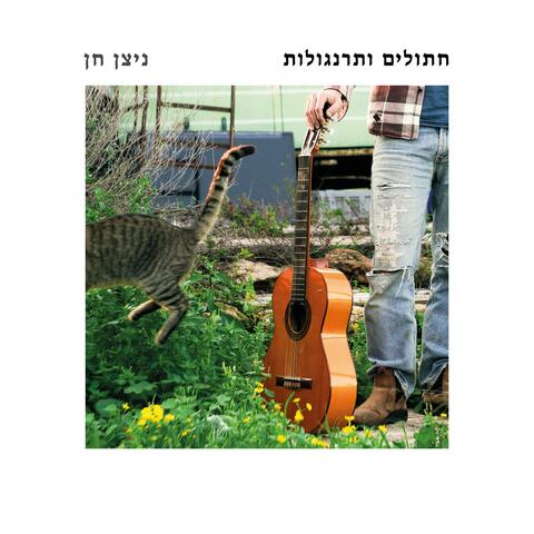 חתולים ותרנגולות album art