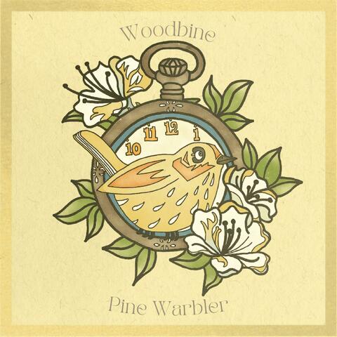 Pine Warbler album art