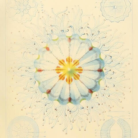 Straight From The Heart, A Nipple Song album art