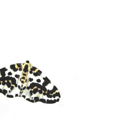 Cheetah Print Butterfly album art