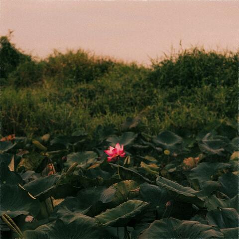 lotus album art