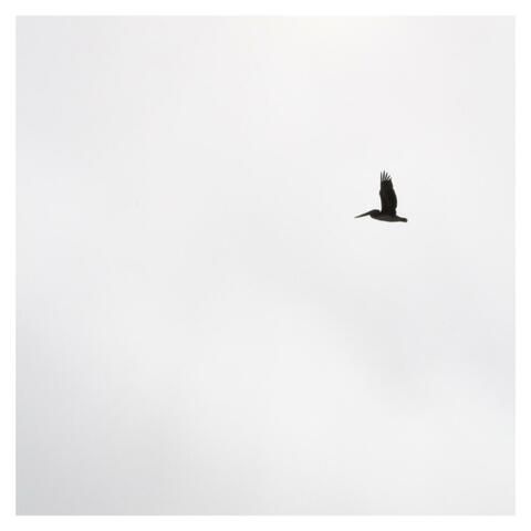 OISEAUX album art