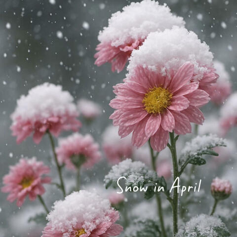 Snow in April album art