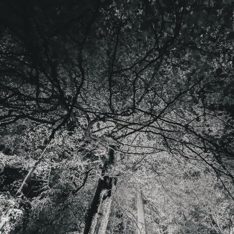 The Vallum album art