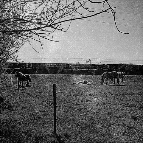 Horses Never Lie album art