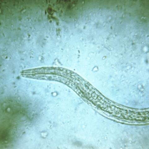 Parasite album art