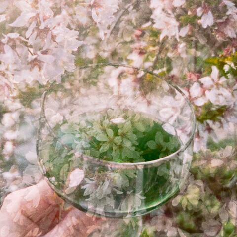Cherry Blossoms album art